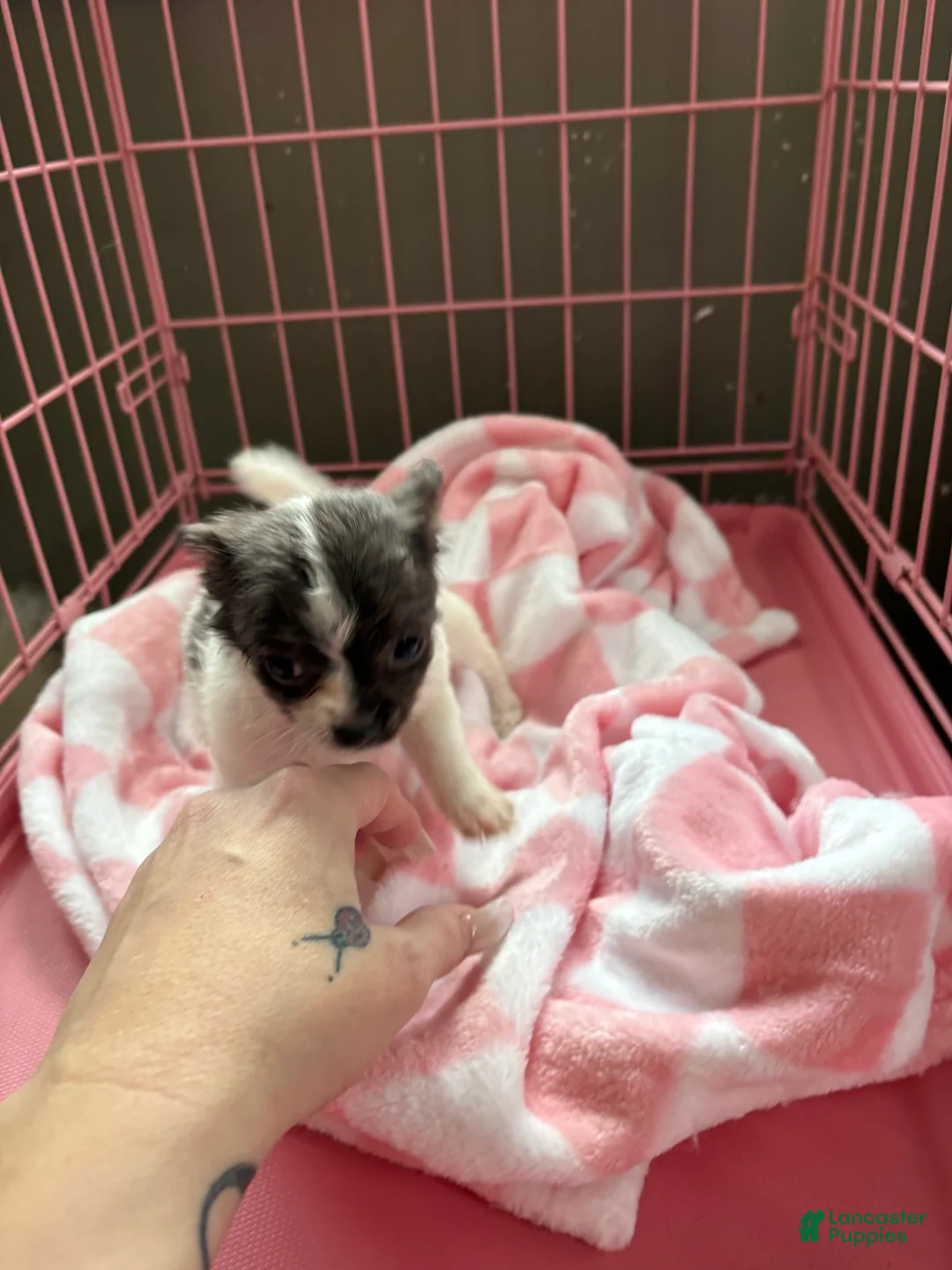 Pomchi dogs for sale: Pomchi Puppy 1 - Ad 2