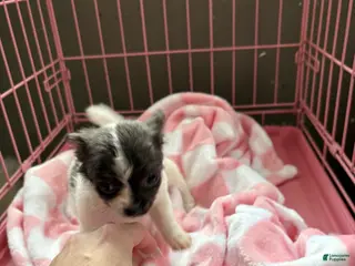 Pomchi dogs Pomchi Puppy 1 - Ad 1