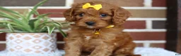 Cavapoo dogs for sale: Skye - Ad 6