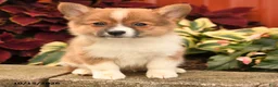 Pomeranian dogs for sale: Pumpkin - Ad 4