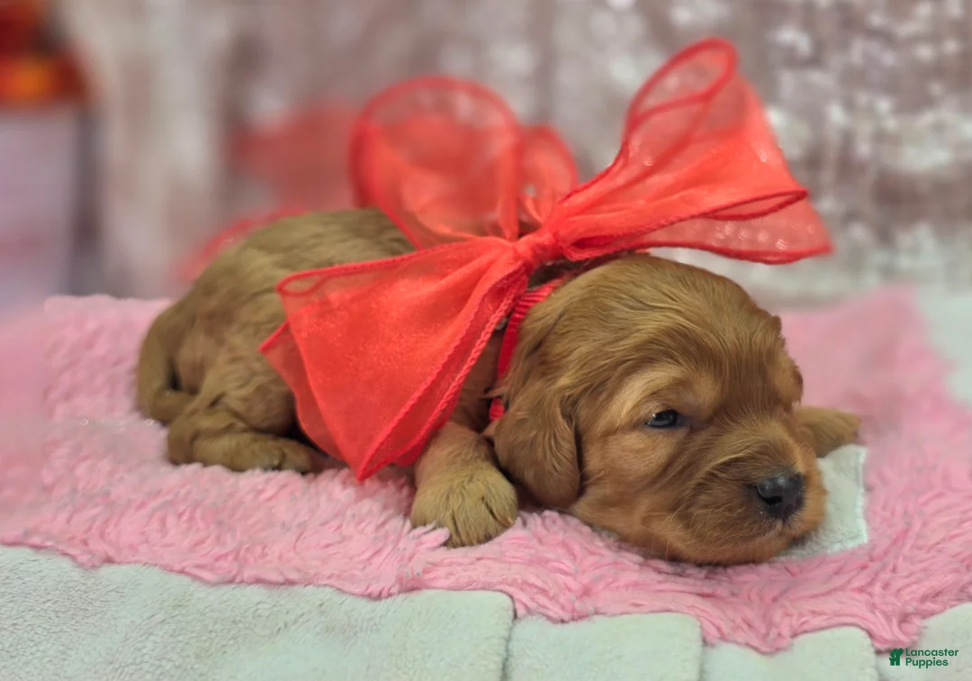 Cavapoo dogs for sale: Obsidian - Ad 2