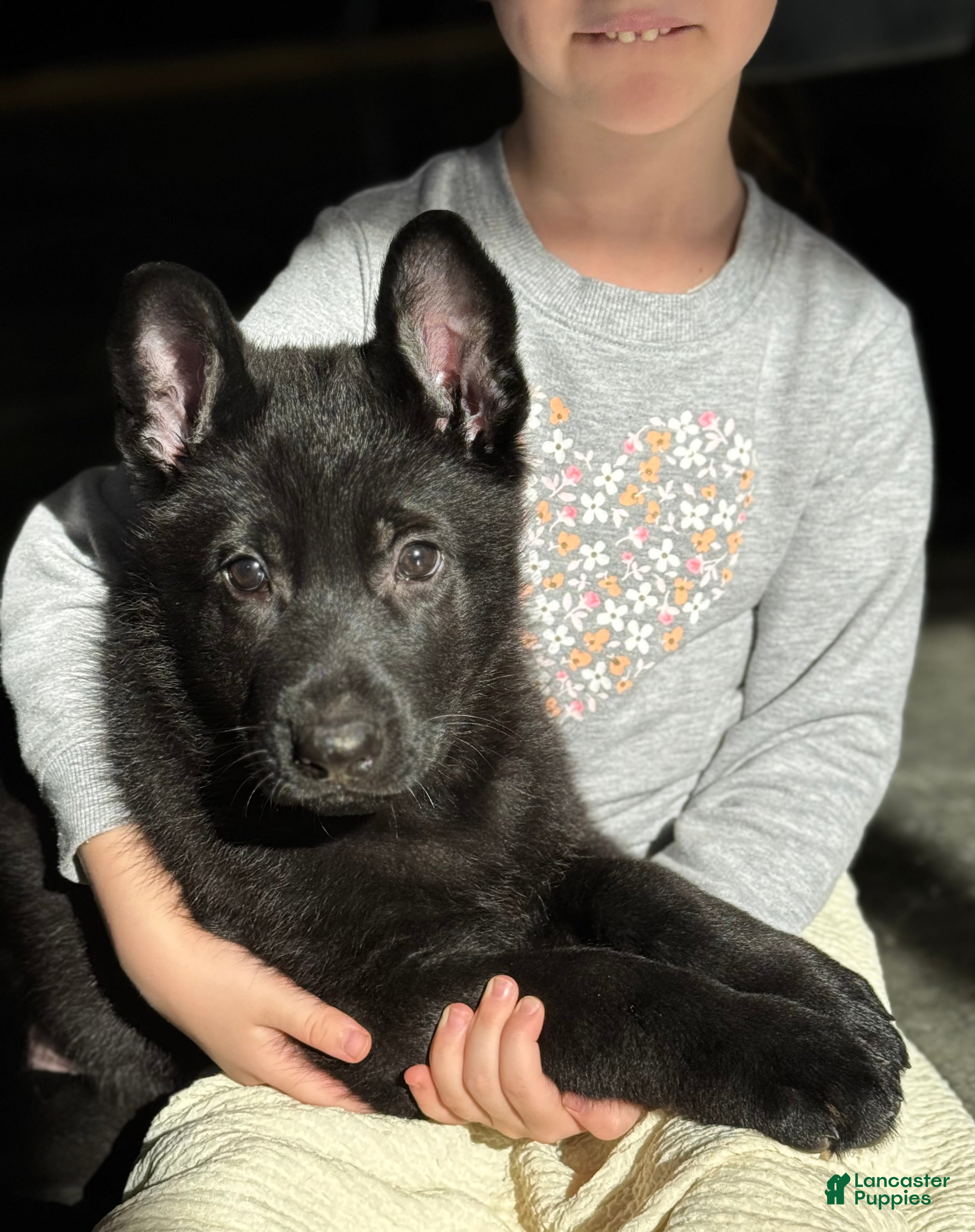 German Shepherd dogs Durango - Ad 14