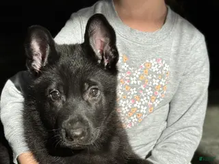 German Shepherd dogs Durango - Ad 14