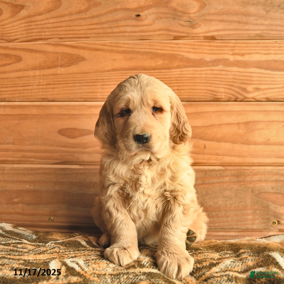 Golden Retriever dogs for sale: Cash  - Ad 2