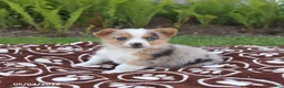 Miniature Australian Shepherd dogs for sale: Skippy - Ad 5