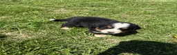 Bernese Mountain Dog dogs for sale: Riley  - Ad 2