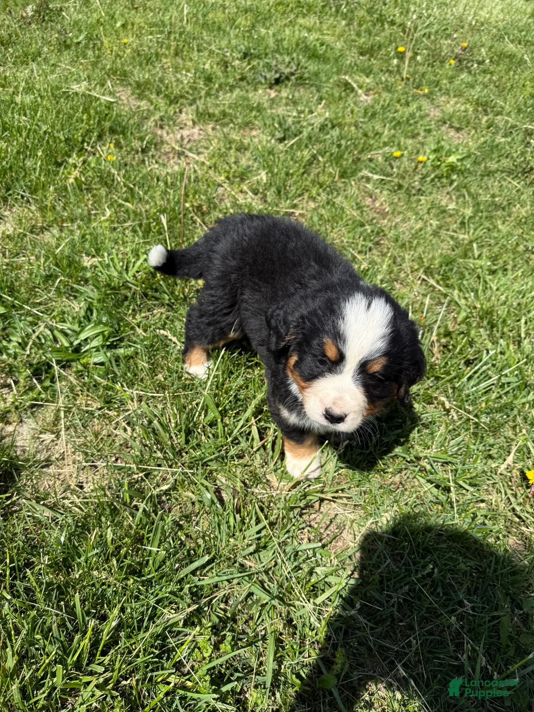 Bernese Mountain Dog dogs for sale: Riley  - Ad 2