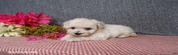 Bichpoo dogs for sale: Tami - Ad 6