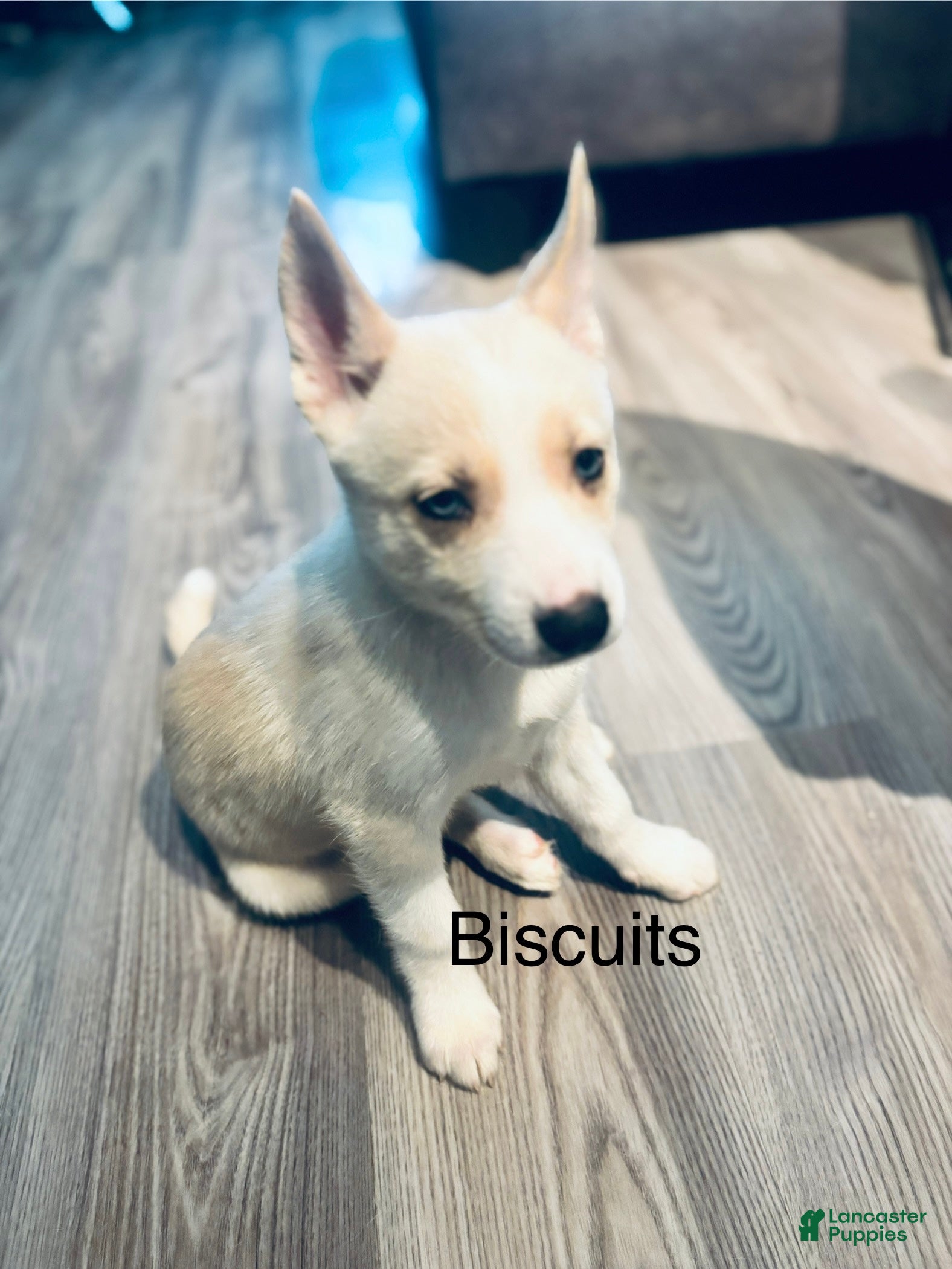 Pomsky dogs Biscuits  - Ad 37