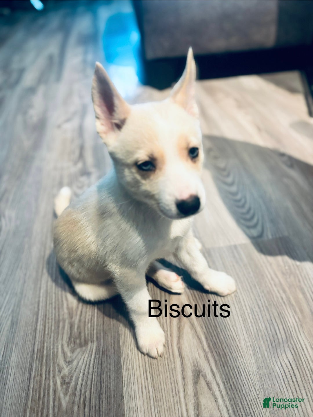 Pomsky dogs for sale: Biscuits  - Ad 1