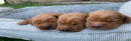 Golden Retriever dogs for sale: Azlan - Ad 12