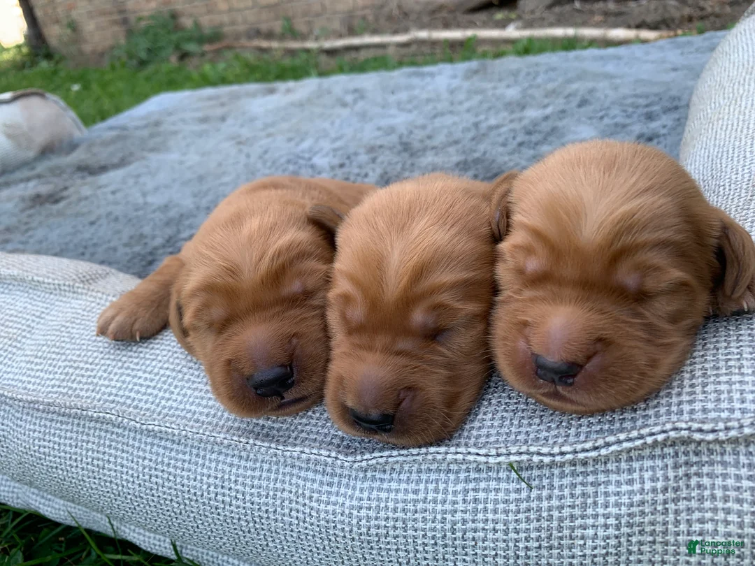 Golden Retriever dogs for sale: Azlan - Ad 12