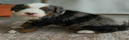 Bernedoodle dogs for sale: Shane - Ad 6