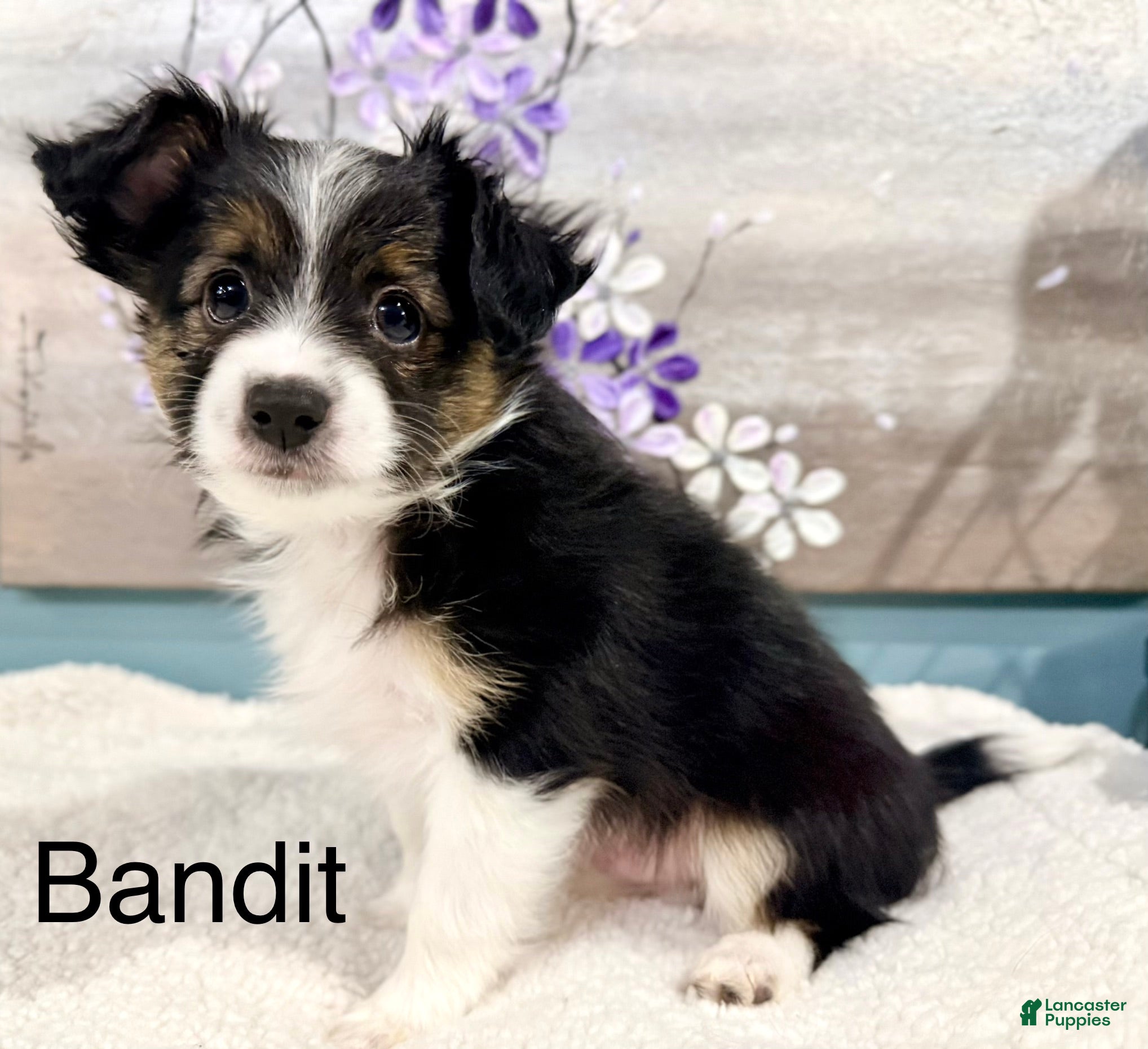 Mixed Breed dogs Bandit  - Ad 20