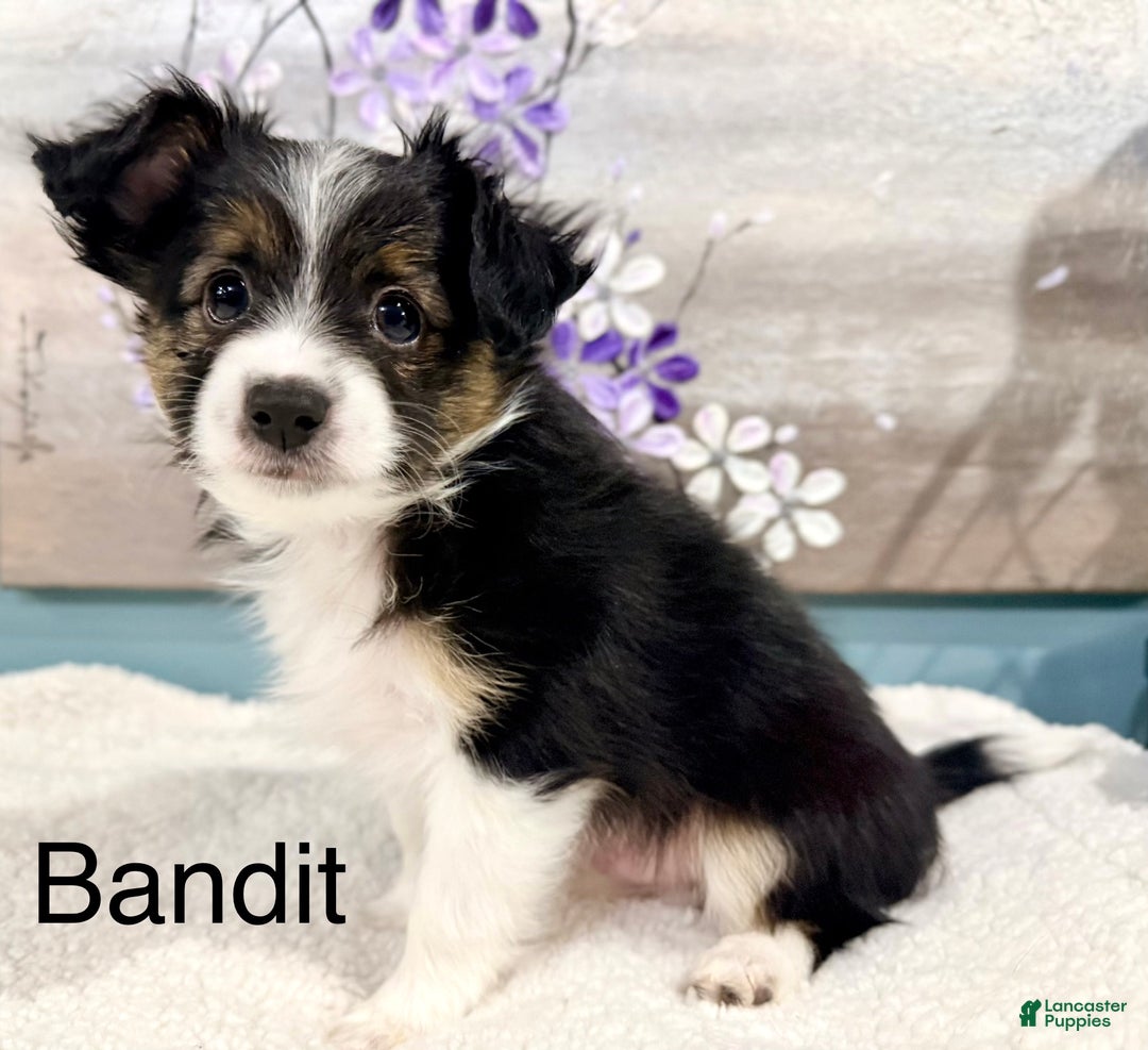 Mixed Breed dogs for sale: Bandit  - Ad 1