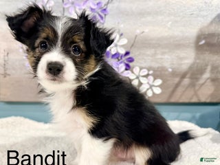 Mixed Breed dogs Bandit - Ad 20