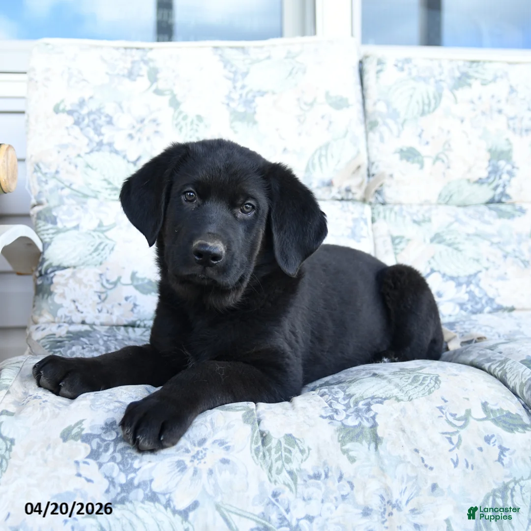 Mixed Breed dogs for sale: Leo - Ad 2