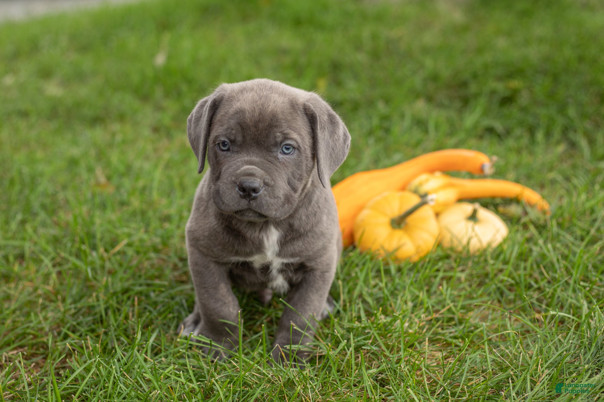 Theo (Cane Corso, Male) in Wakarusa, IN