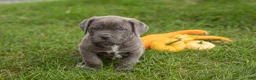 Cane Corso dogs for sale: Theo  - Ad 1