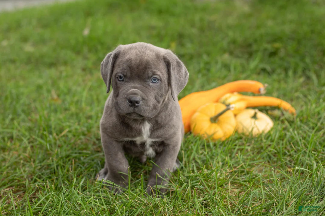 Cane Corso dogs for sale: Theo  - Ad 1