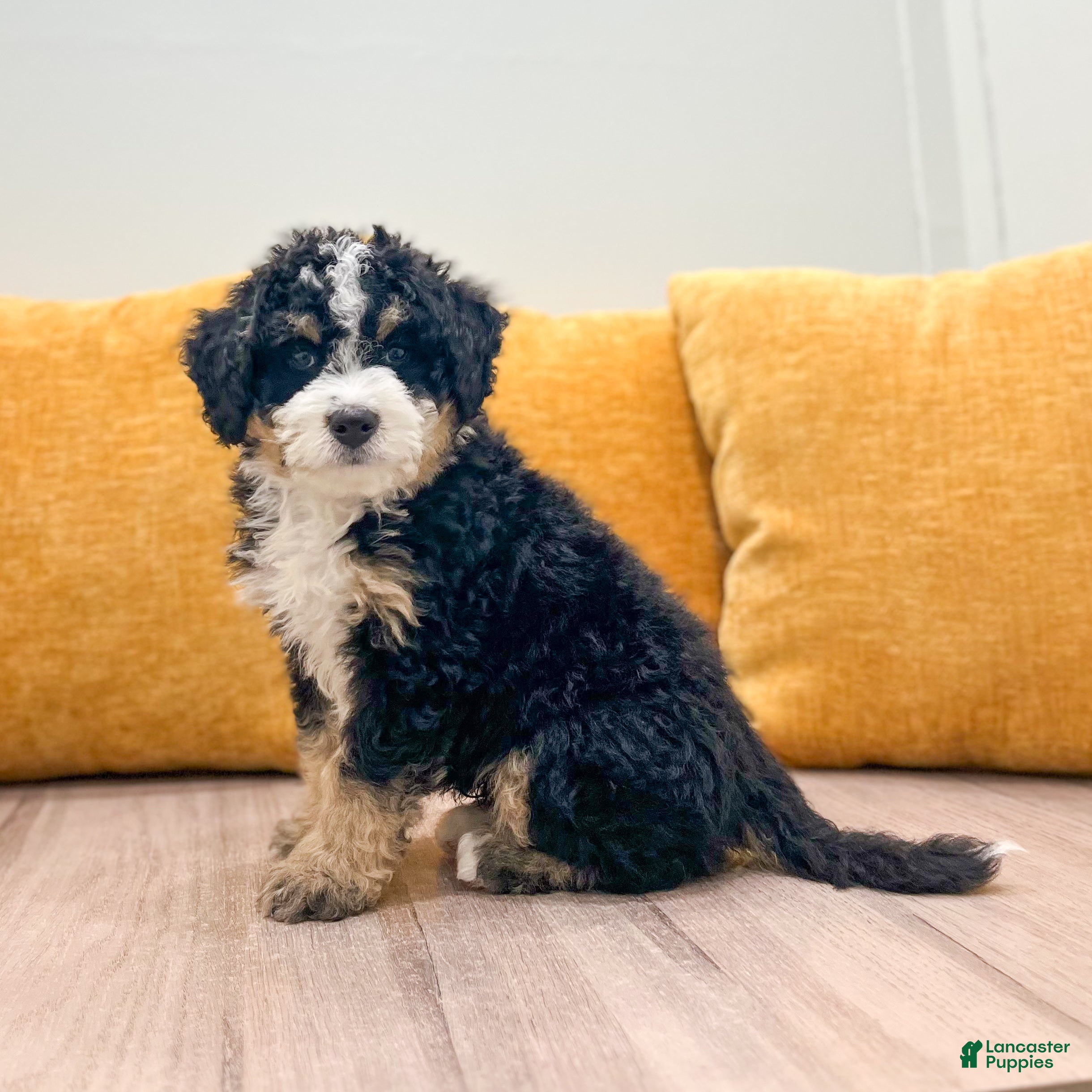 Mini Bernedoodle dogs Bandit - Ad 2