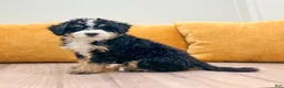 Mini Bernedoodle dogs for sale: Bandit - Ad 2