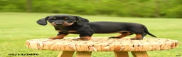 Dachshund dogs for sale: Anastasia - Ad 1