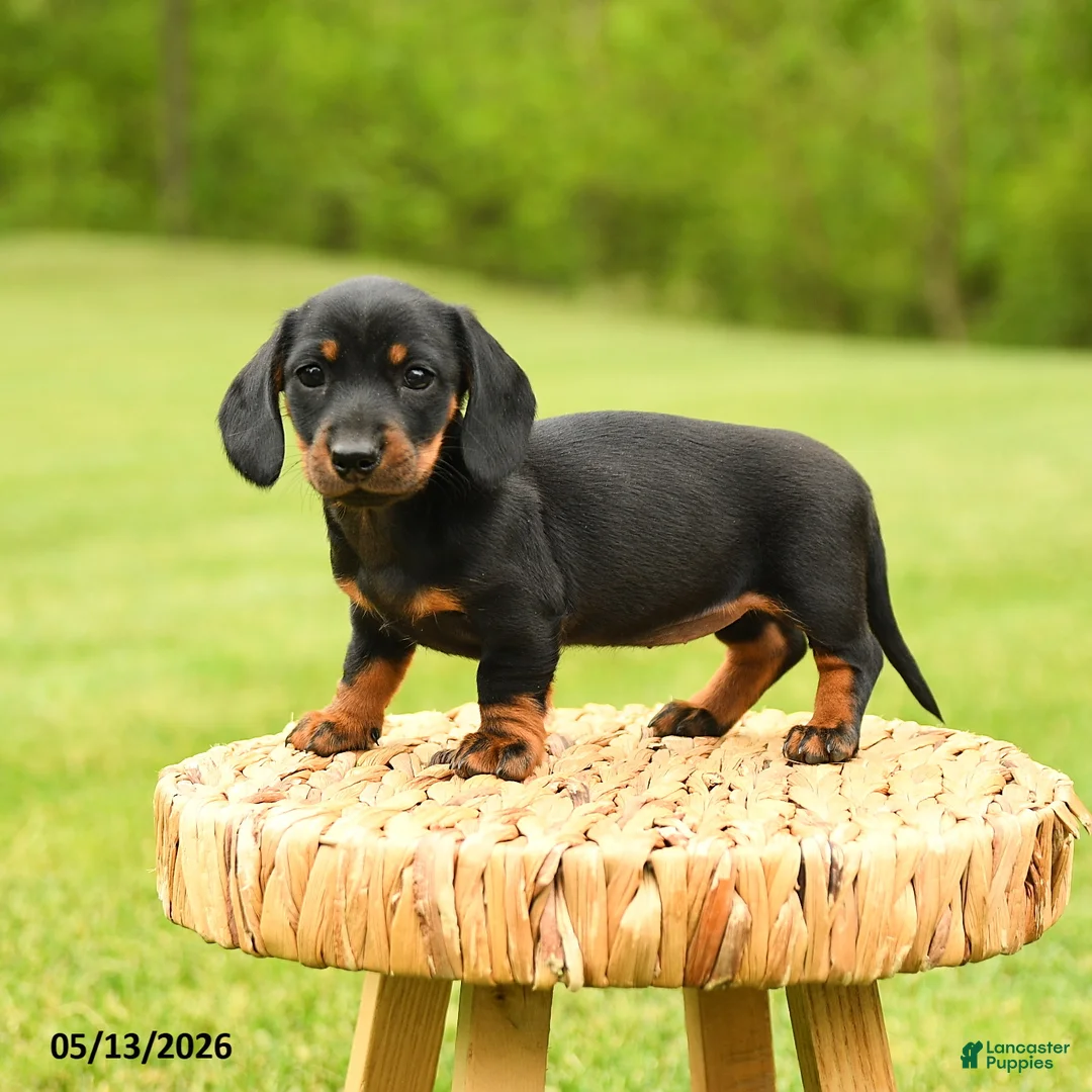 Dachshund dogs for sale: Anastasia - Ad 1
