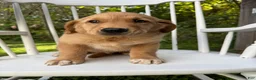 Golden Retriever dogs for sale: Bo  - Ad 13