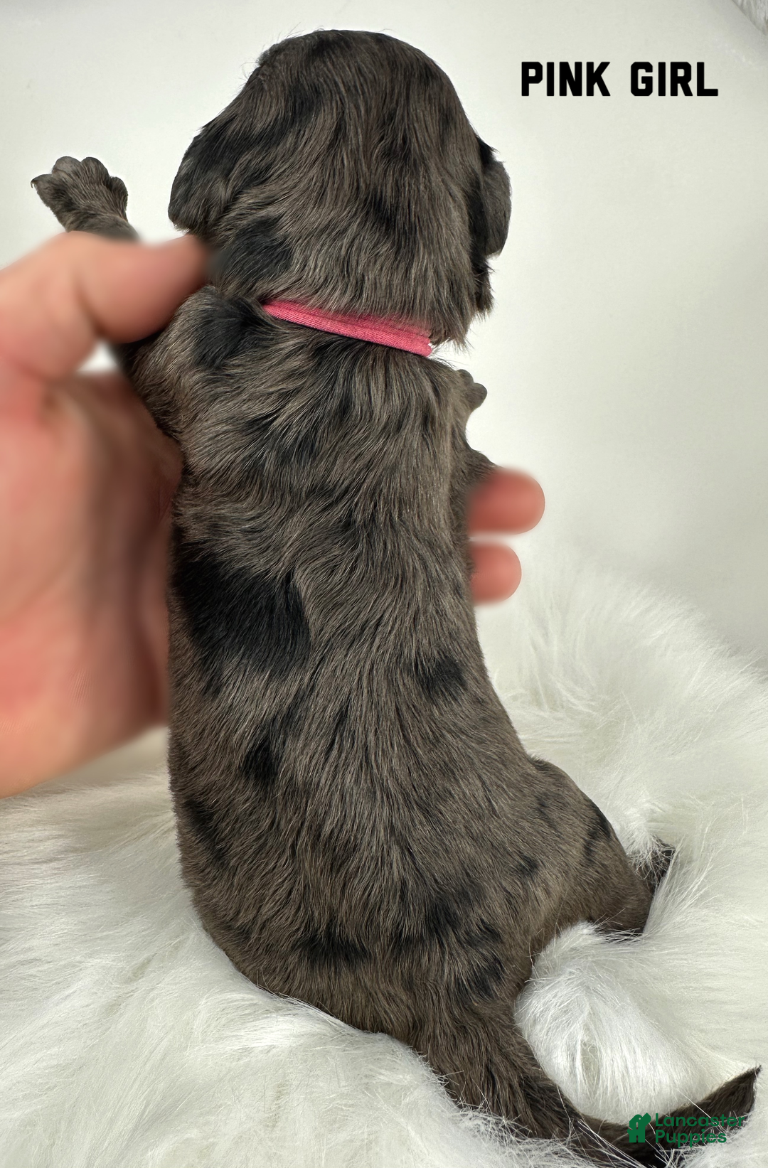 Goldendoodle dogs for sale: Goldendoodle Puppy 3 - Ad 2