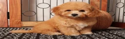Cavapoo dogs for sale: Freya Red F1B Cavapoo  - Ad 3