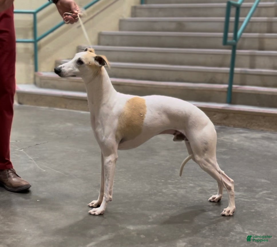 Whippet dogs Whippet Puppy 1 - Ad 7