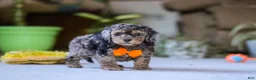Miniature Poodle dogs for sale: Carter - Ad 3