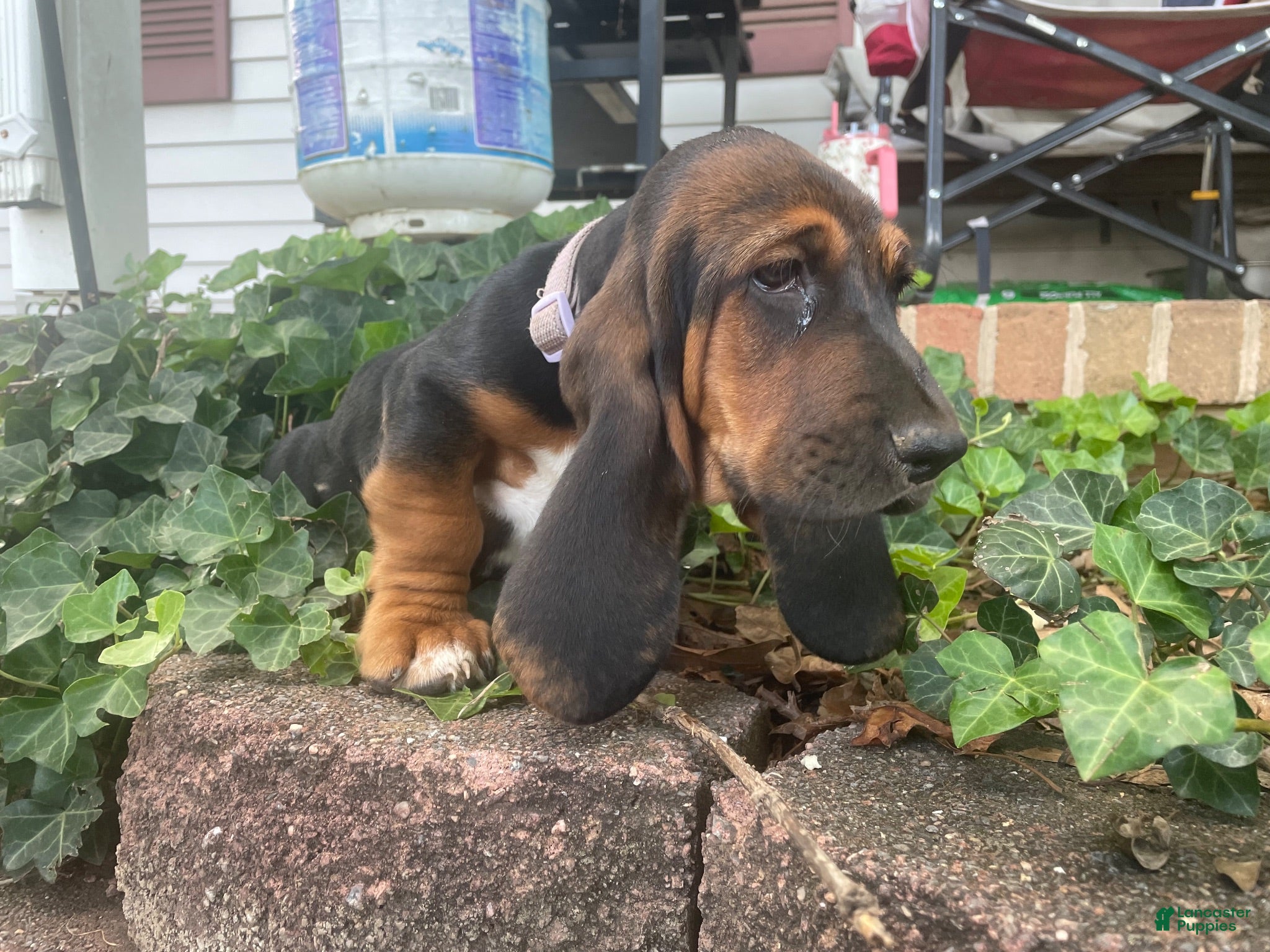 Basset Hound dogs Boots (light purple collar) - Ad 1