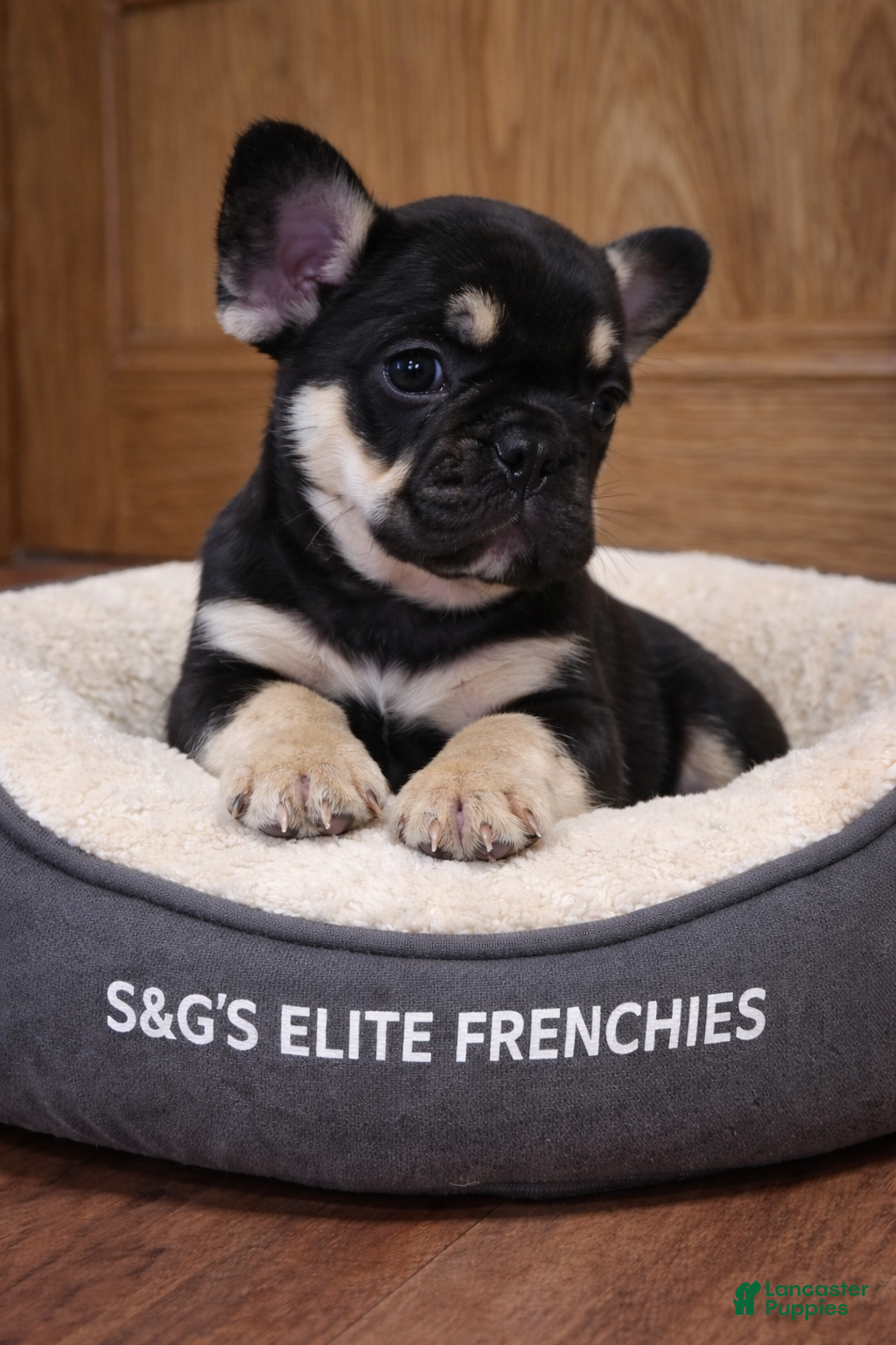 French Bulldog dogs Rolo - Ad 2