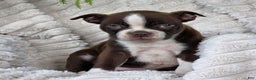 Boston Terrier dogs for sale: Candy - Ad 3