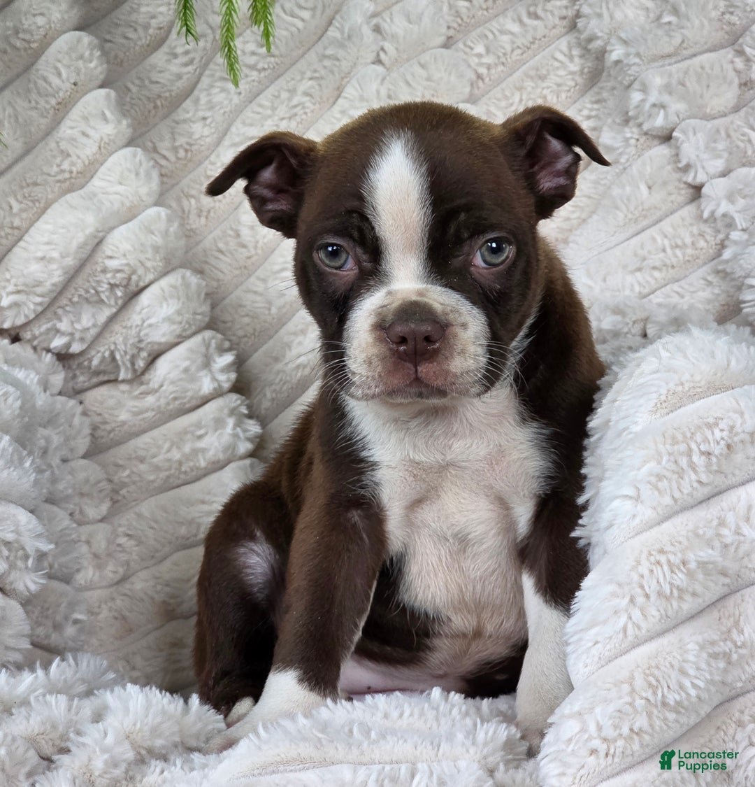 Boston Terrier dogs for sale: Candy - Ad 3