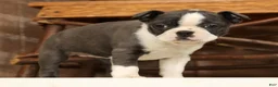 Boston Terrier dogs for sale: Rina - Ad 8