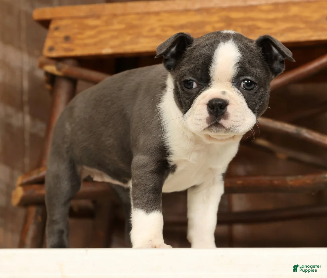 Boston Terrier dogs for sale: Rina - Ad 8