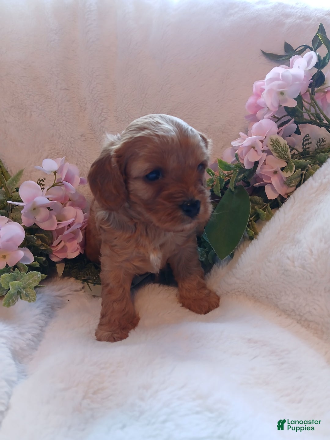 Cavapoo dogs for sale: Cathy - Ad 12