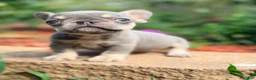 French Bulldog dogs for sale: Sadie French Bulldog 3 - Ad 6