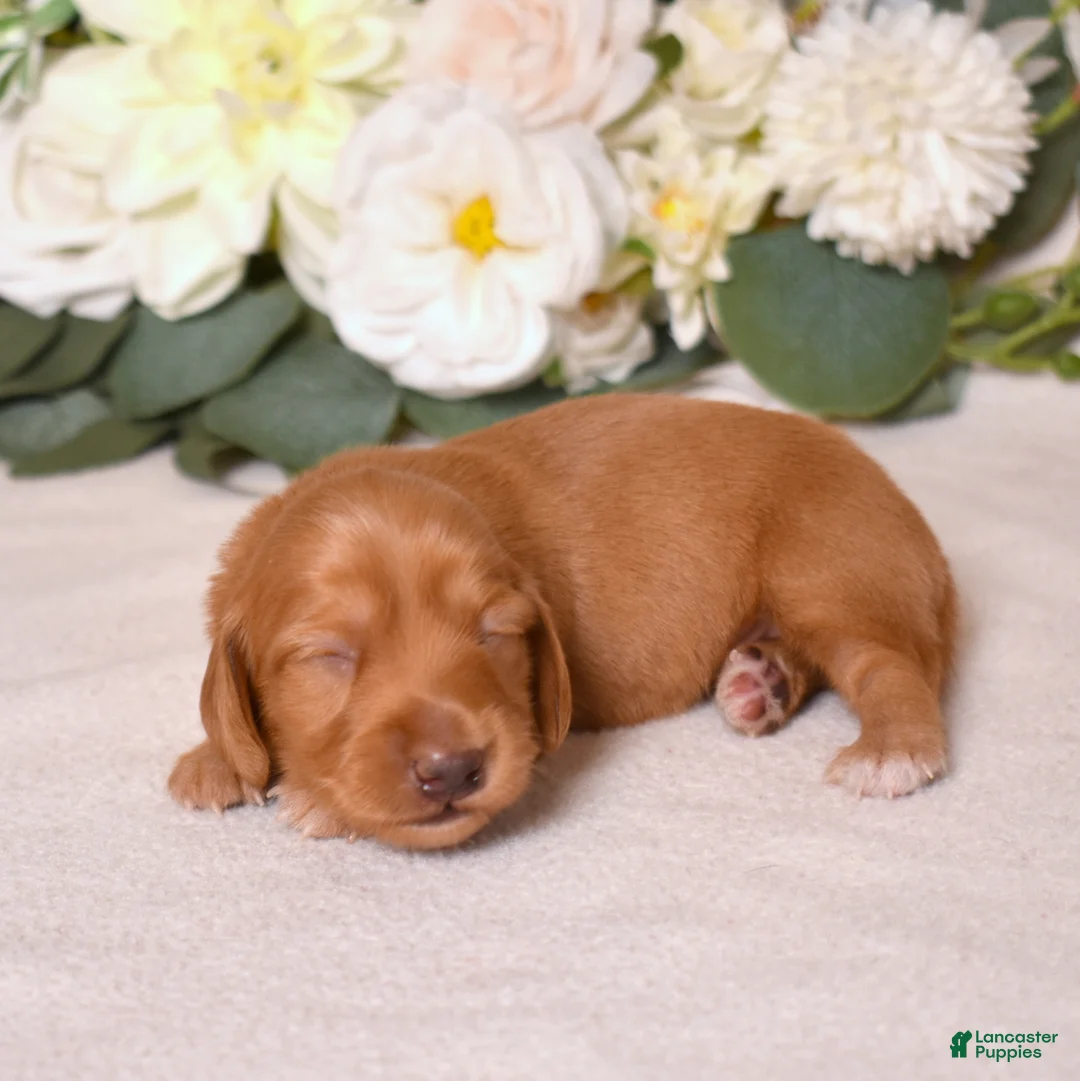 Miniature Dachshund dogs for sale: Miniature Dachshund Puppy 4 - Ad 1