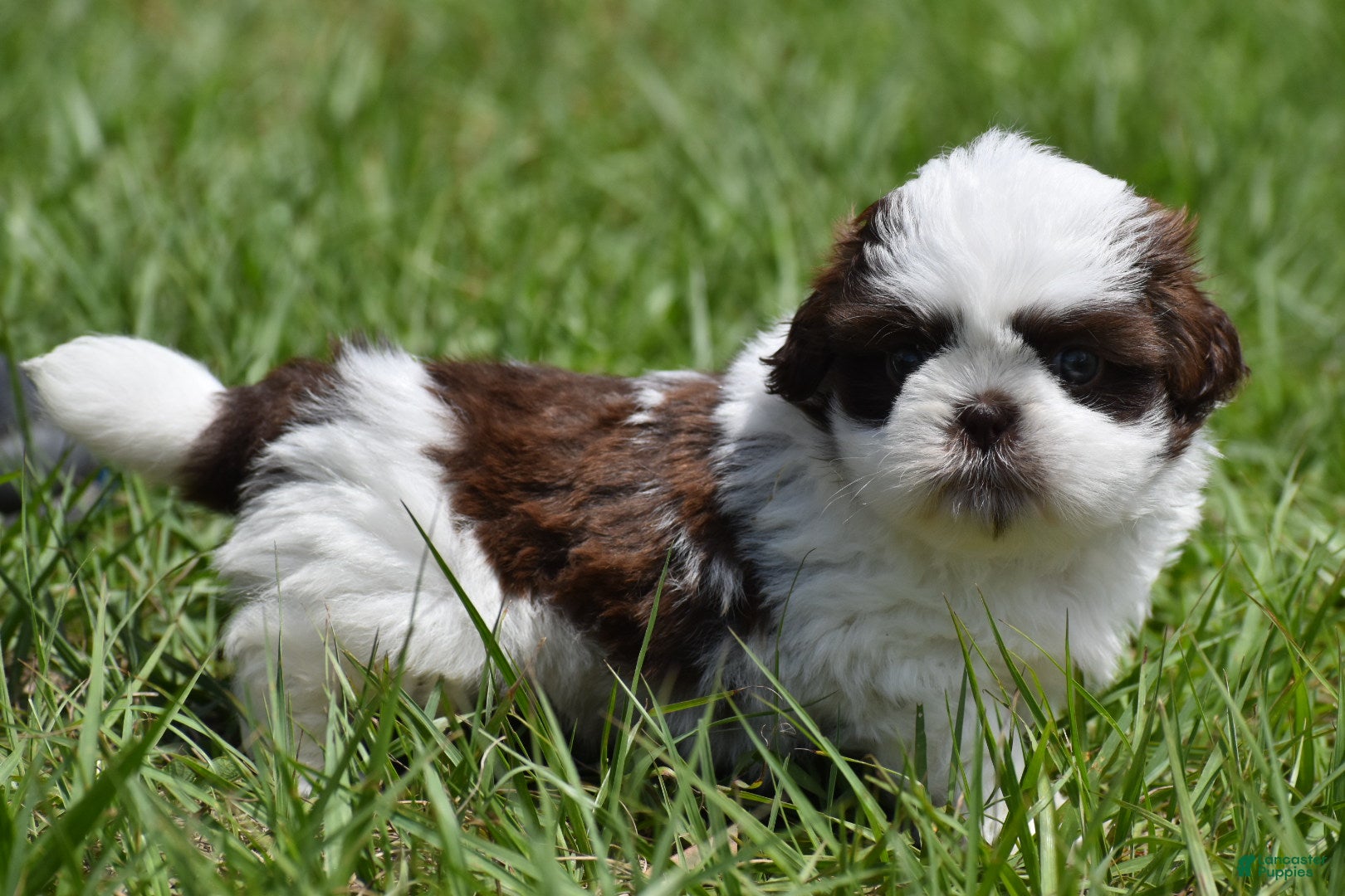 Shih Tzu dogs Shih Tzu Puppy 1 - Ad 2