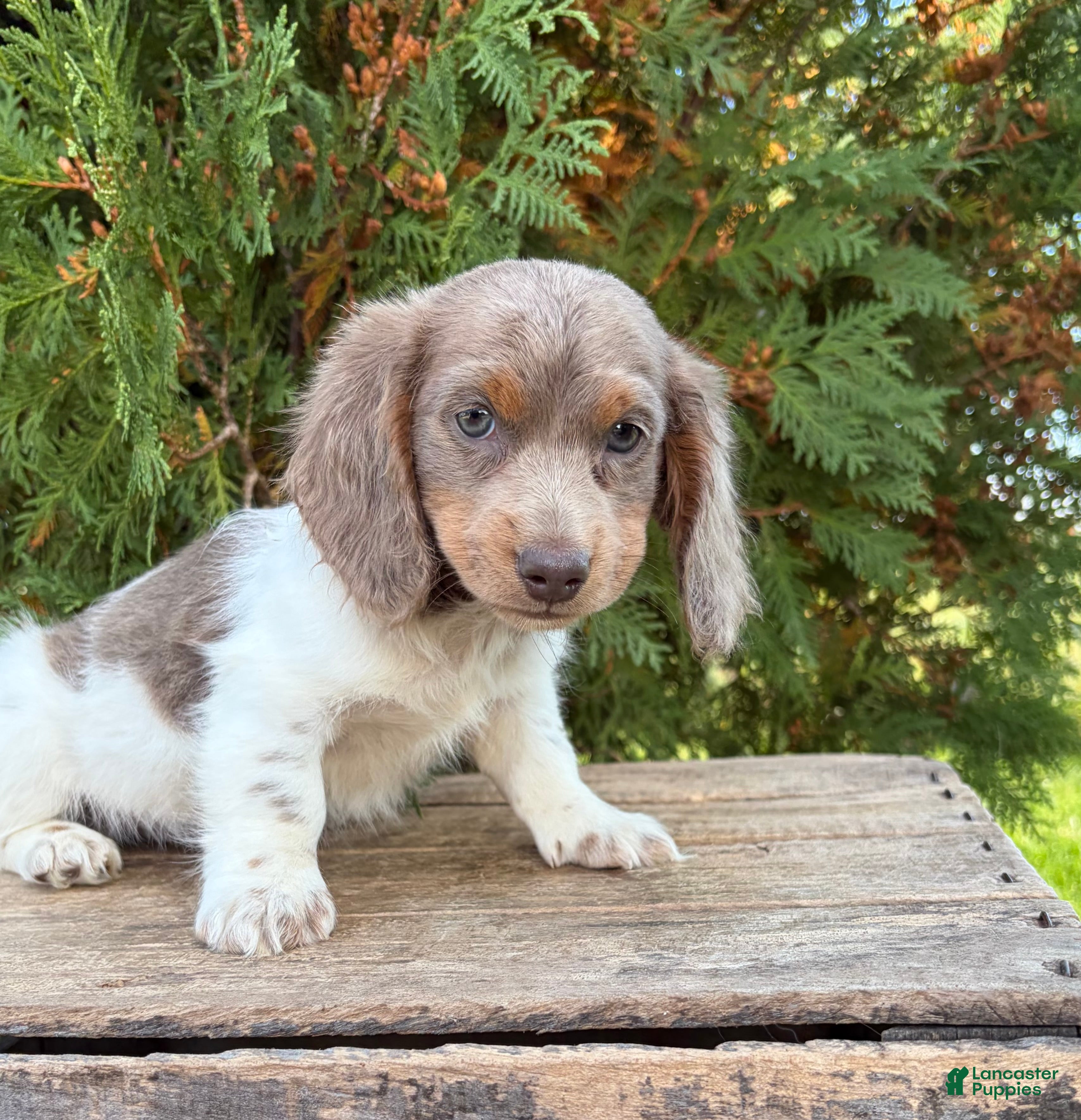 Miniature Dachshund dogs Calihan - Ad 2