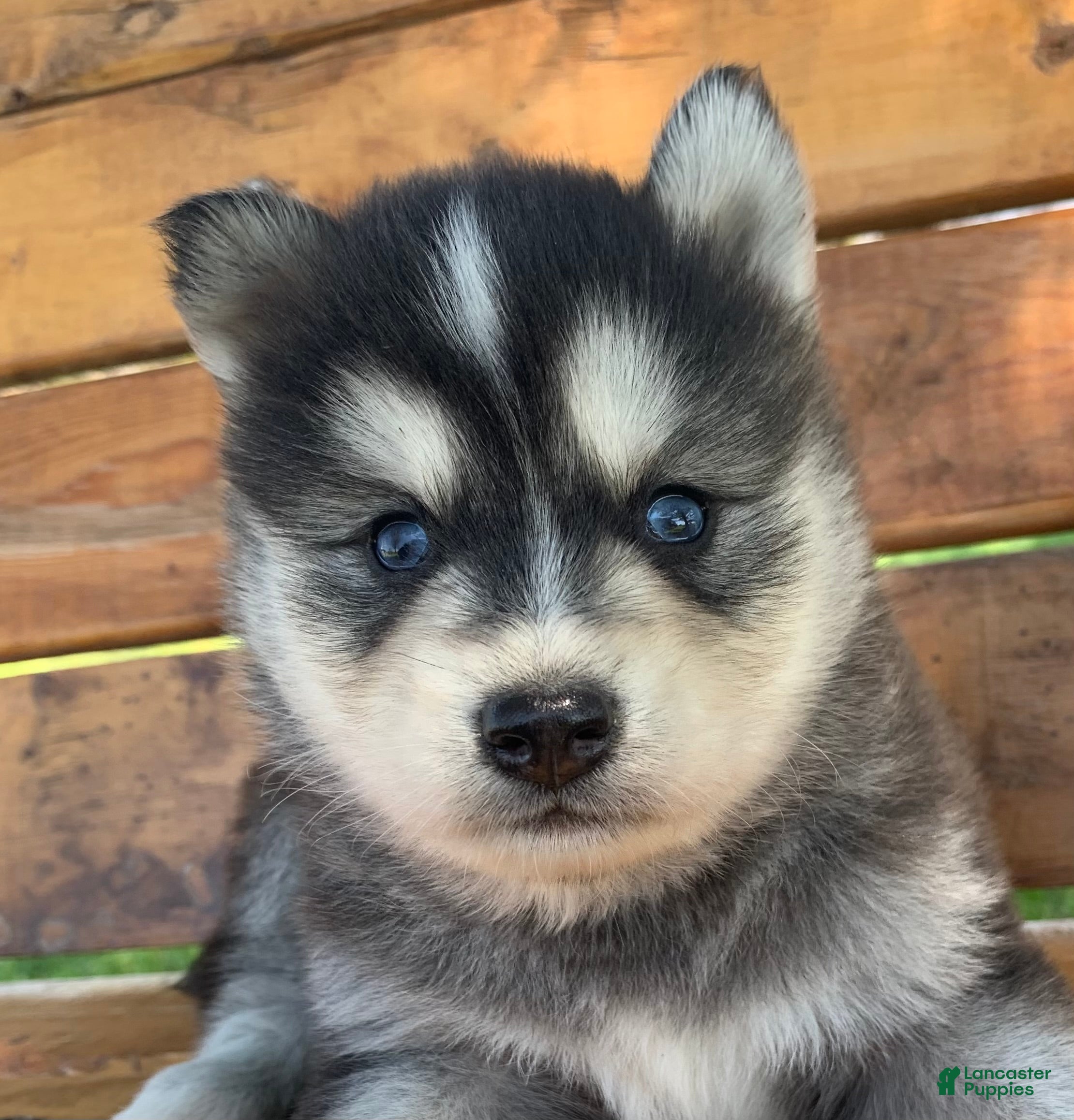 Alaskan Klee Kai dogs Handsome CHARMER~! - Ad 5
