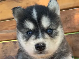 Alaskan Klee Kai dogs Handsome CHARMER~! - Ad 2