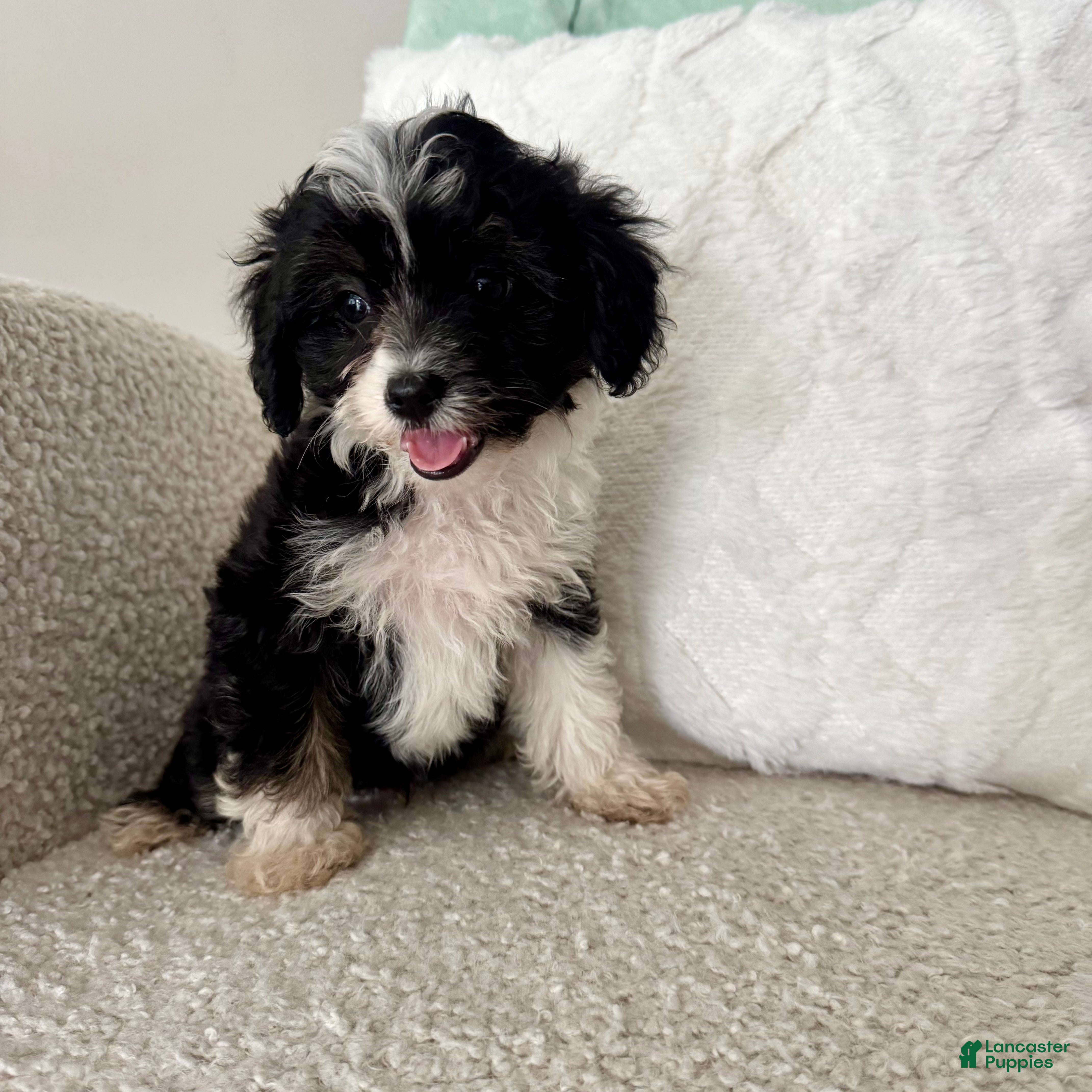 Mini Aussiedoodle dogs 1 Garth - Ad 24
