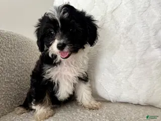Mini Aussiedoodle dogs 1 Garth - Ad 24