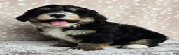 Mini Bernedoodle dogs for sale: Mini Willow - Ad 11