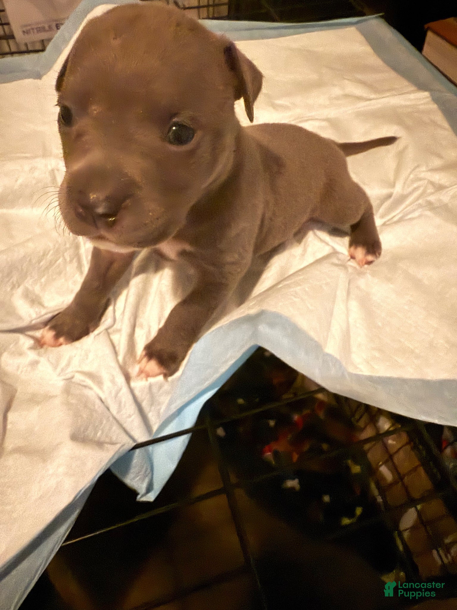 American Bully dogs American Bully Puppy 1 - Ad 1
